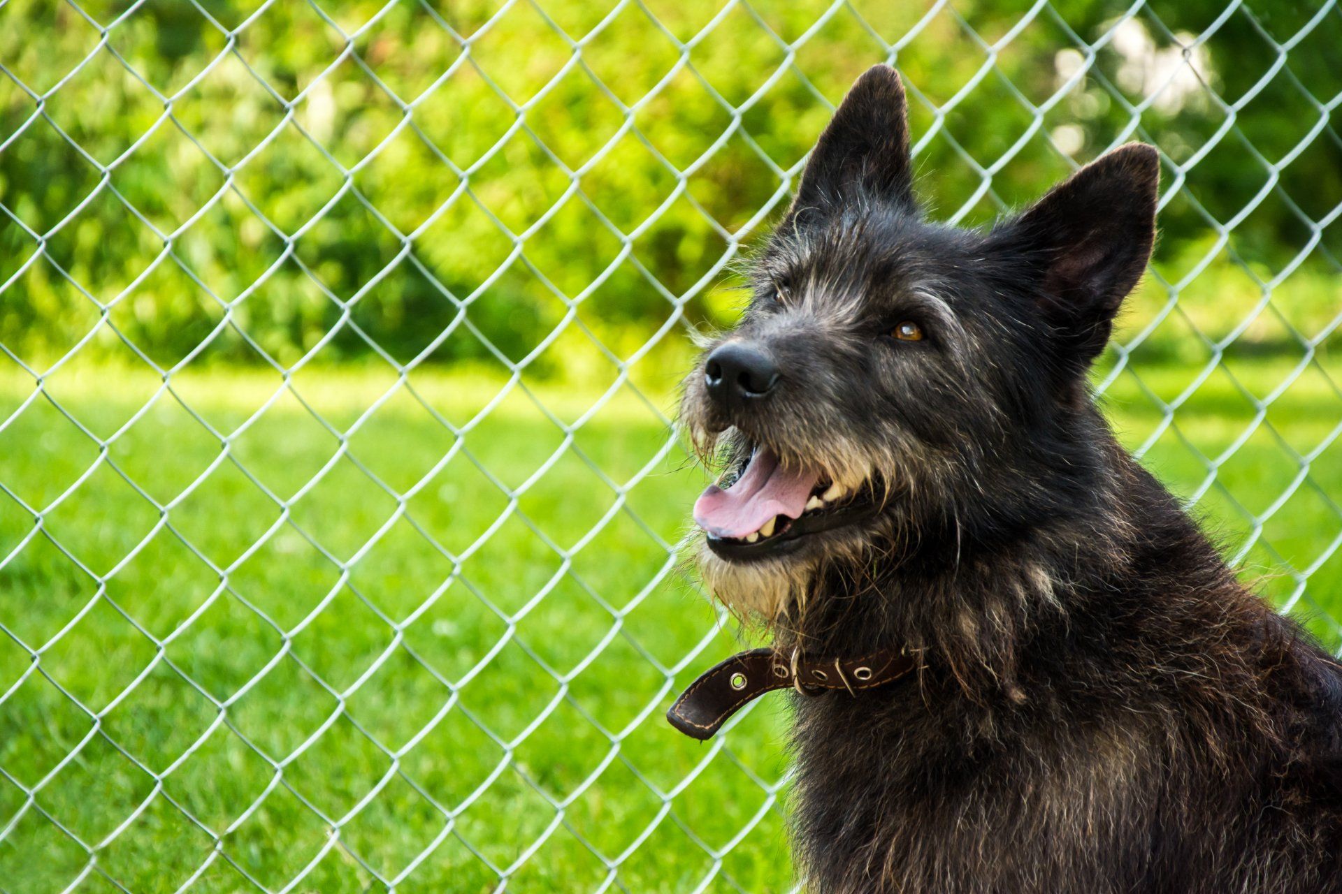 A black dog is sitting in front of a chain link fence in Columbus Ga