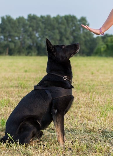 a dog image