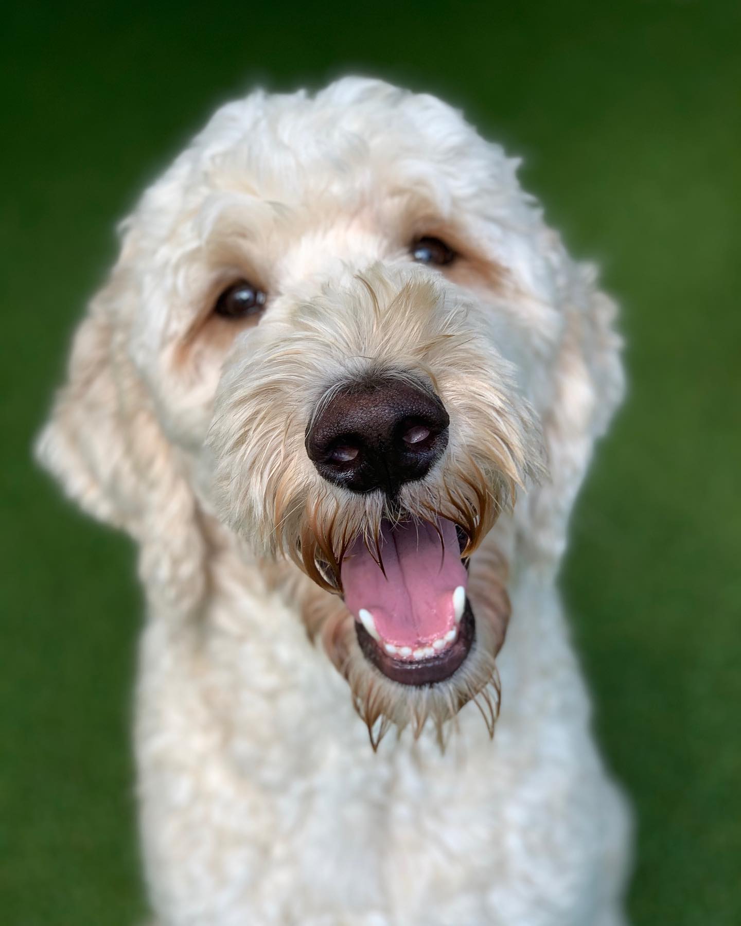 a dog image