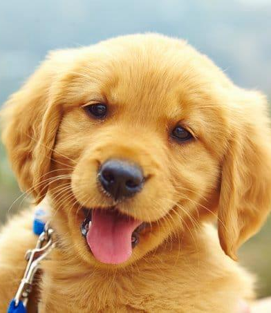 a dog image