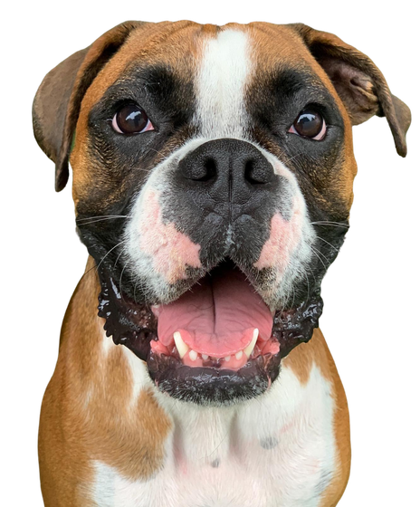 a dog image