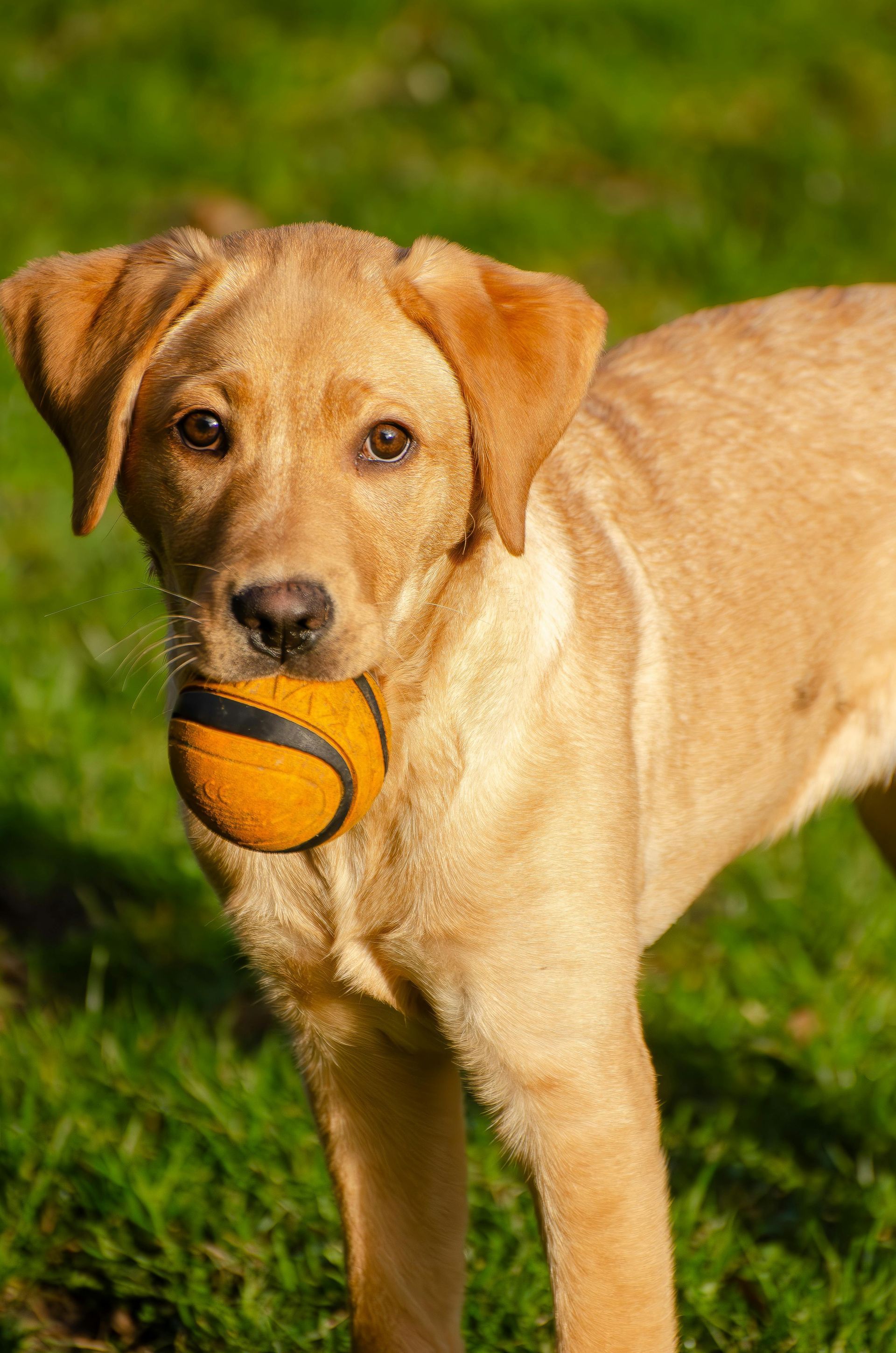 a dog image