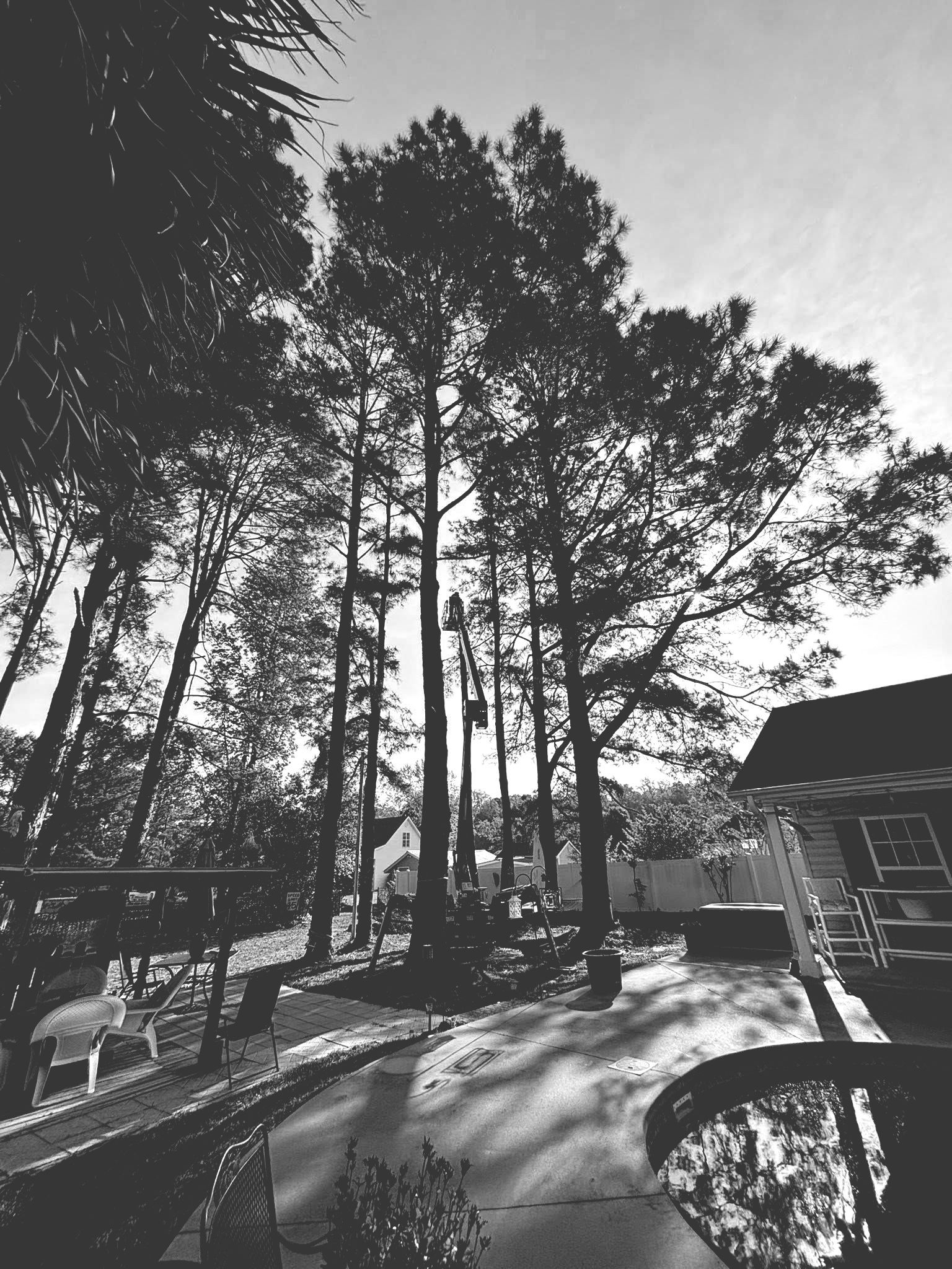 Why Professional Tree Service Matters During the Holiday Season in Myrtle Beach