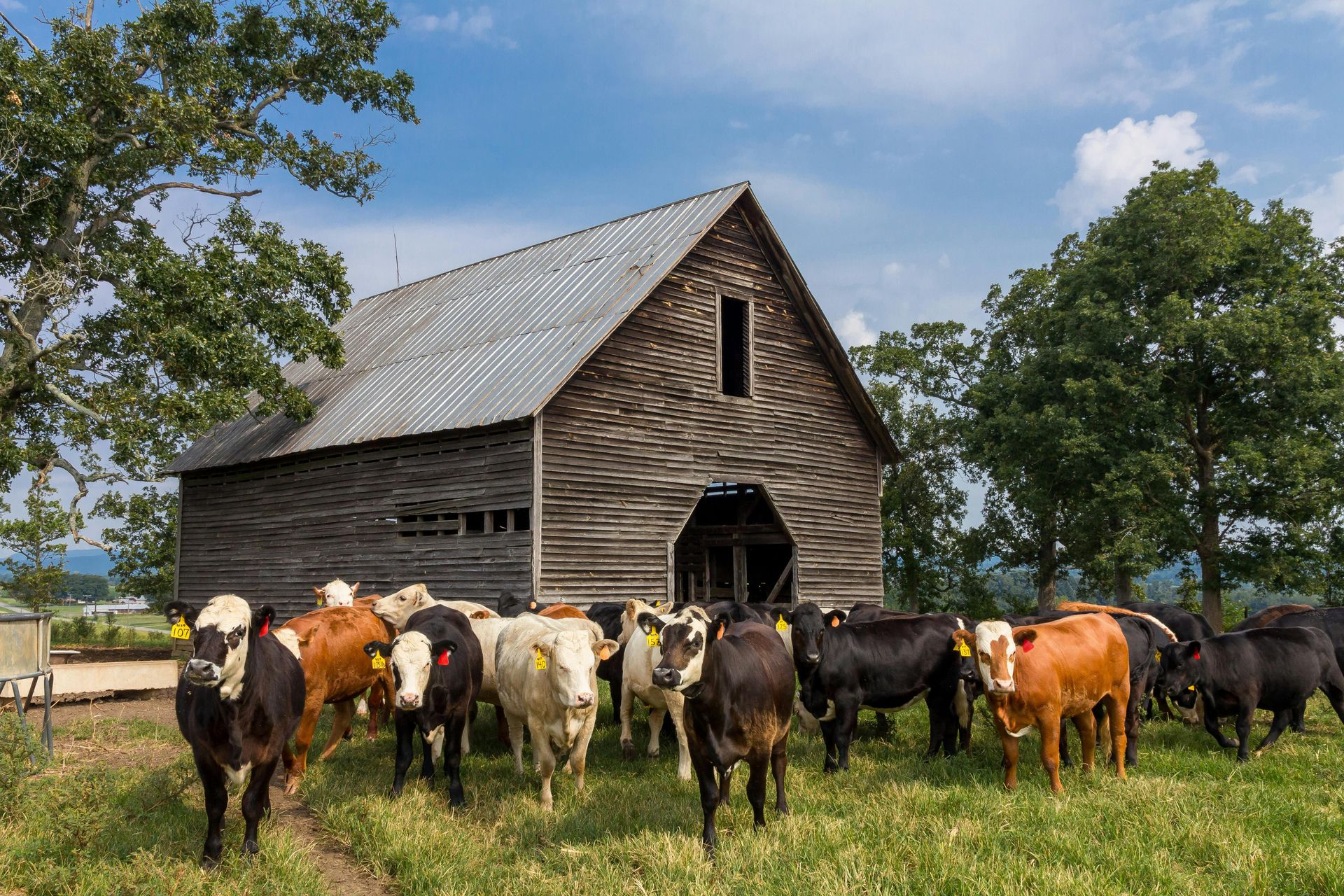 Why Oklahoma’s Top Cattle Counties Choose Sooner Scale. Cattle