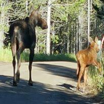 Wild animals walking on a road
