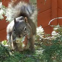 Squirrel eating a seed