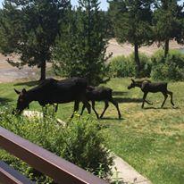 Wildlife outside a cabin