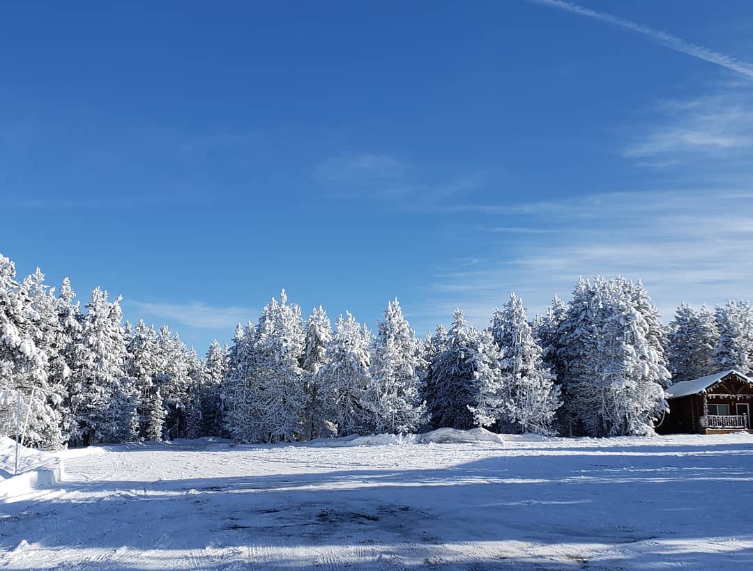 Pine trees covered in snow