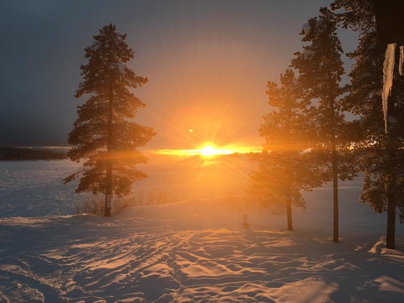 Sunset in between a pine tree