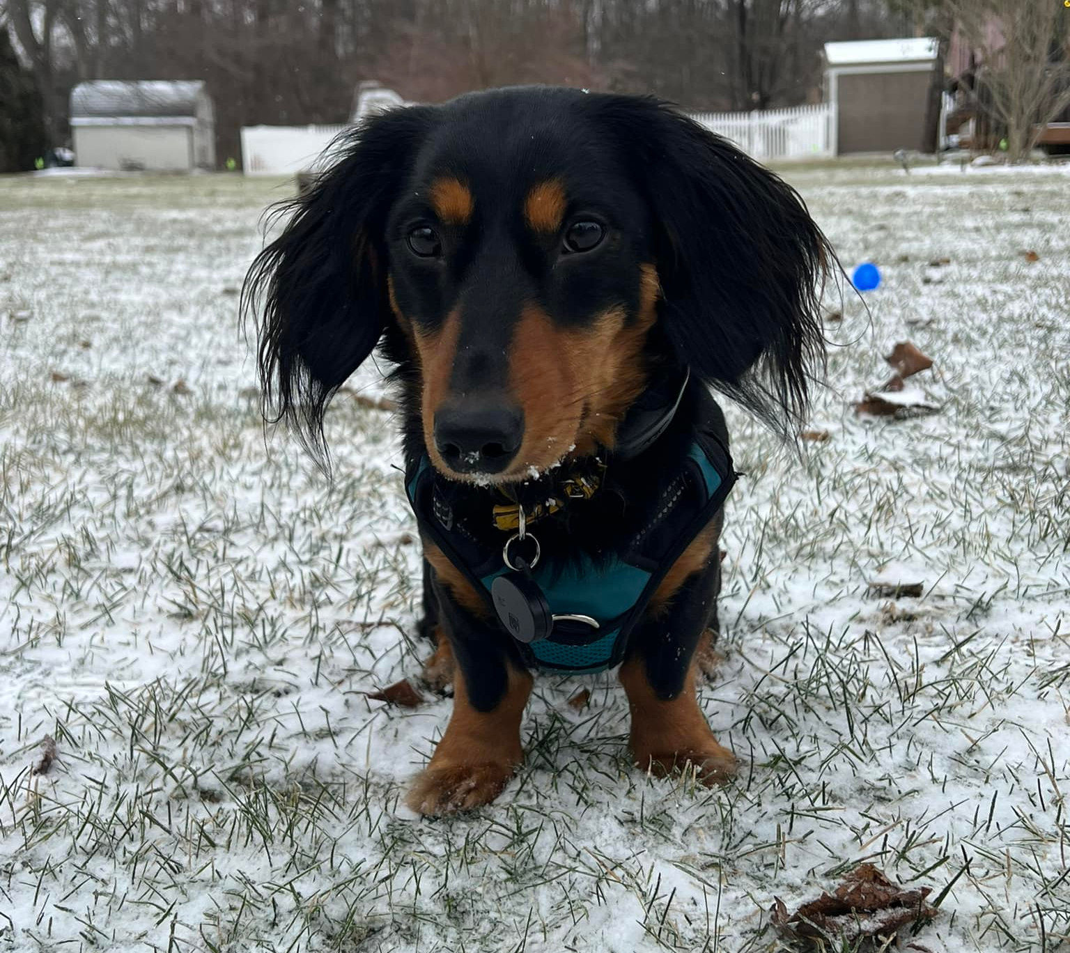 Winter Pet Safety