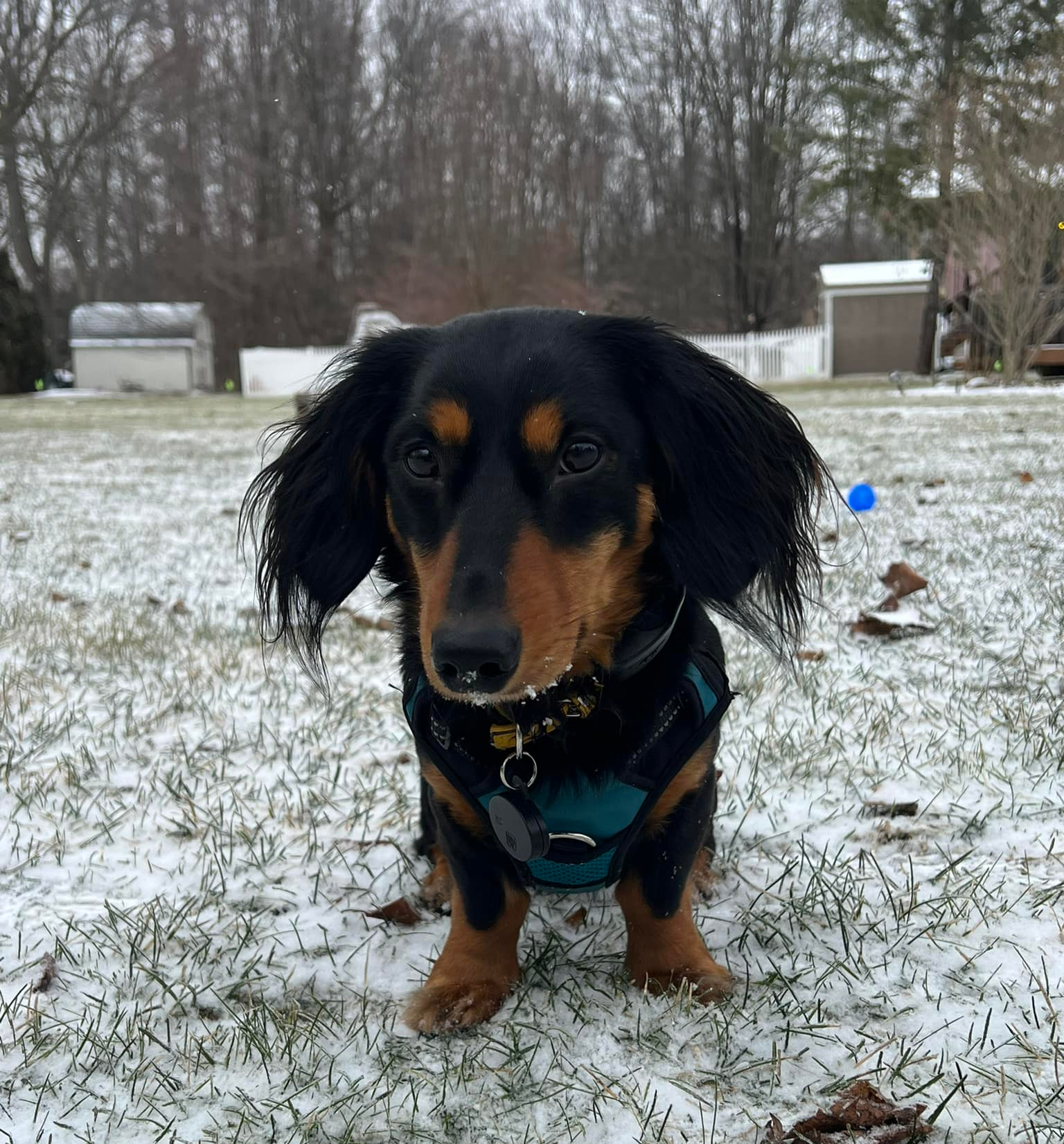 Winter Pet Safety