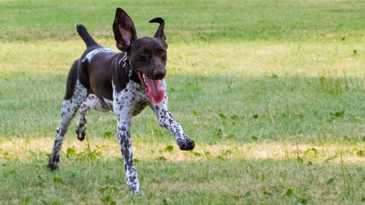 New Puppy Checklist
