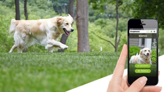 Dog Training Underground Fence