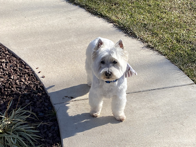 A small white dog is standing on a sidewalk