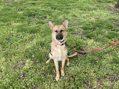 A dog is sitting in the grass on a leash.
