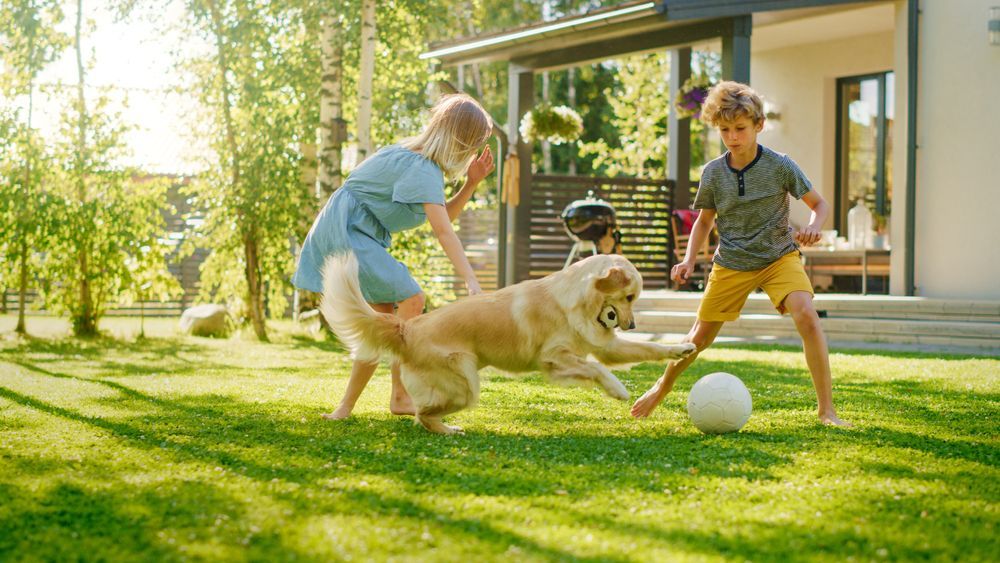 Invisible Dog Fences