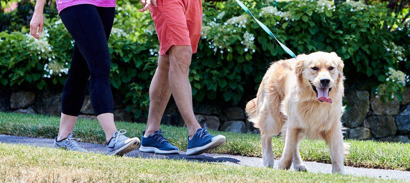 Dog Leash vs.Hidden Pet Fence