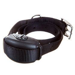 leash trainers in tampa bay