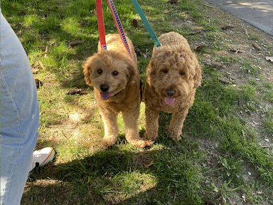 Two brown dogs on leashes are standing next to each other in the grass.
