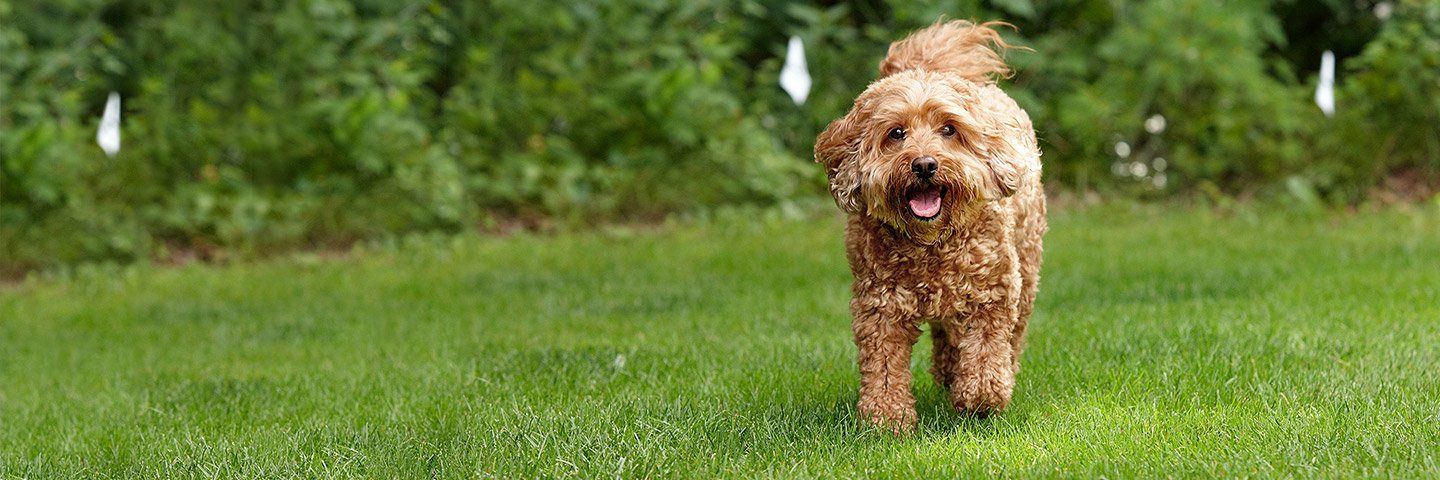 test your hidden pet fence