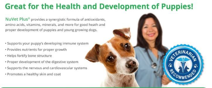 A veterinarian is standing next to a brown and white dog