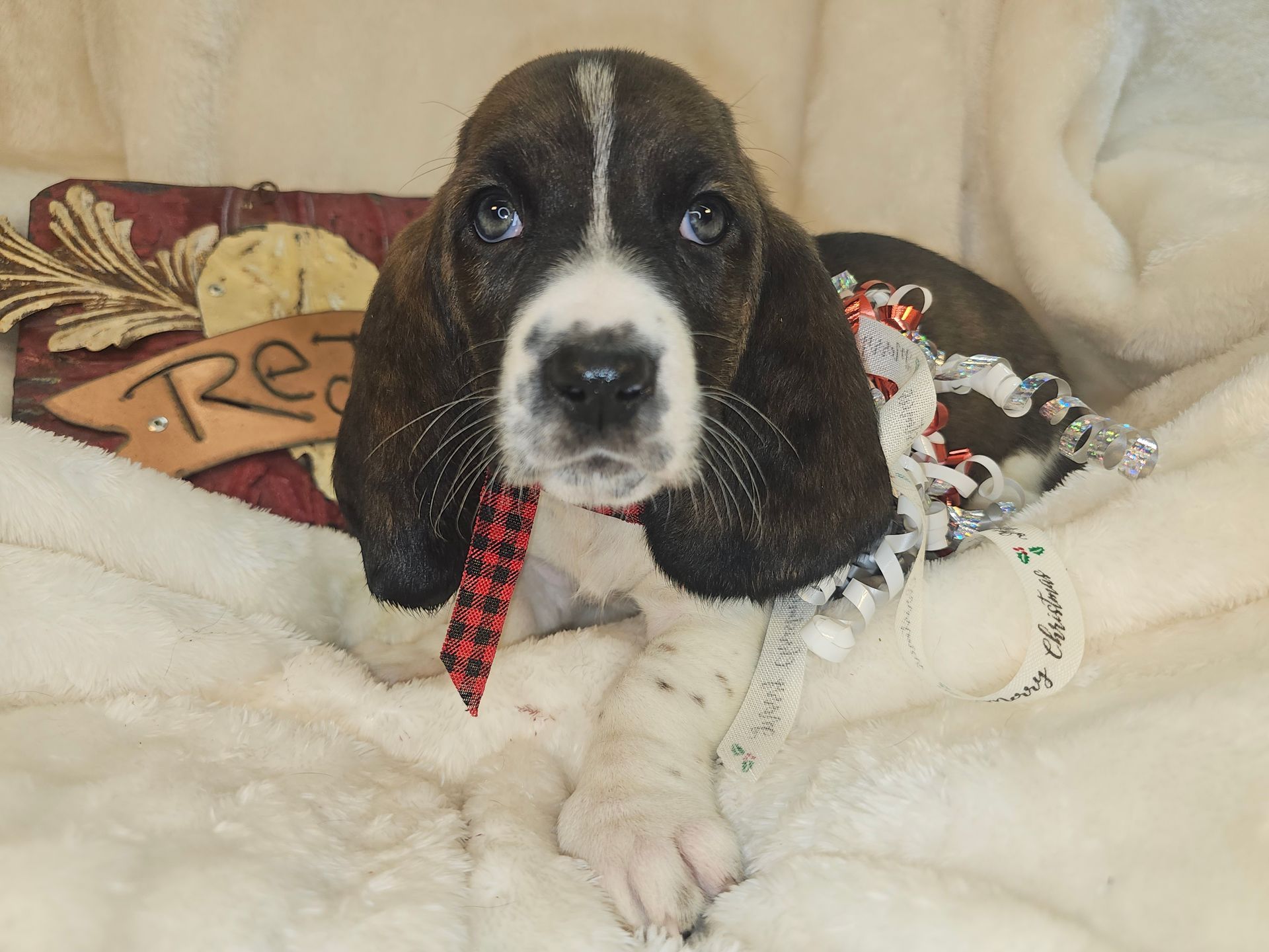 A basset hound puppy wearing a red and white plaid bow tie