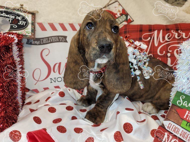 Winifred