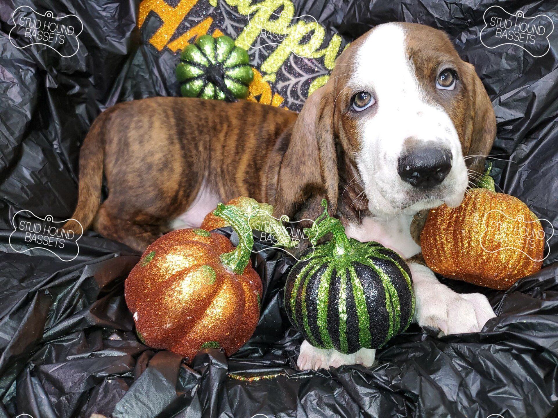 A brown and white puppy is laying on a black bag next to pumpkins.