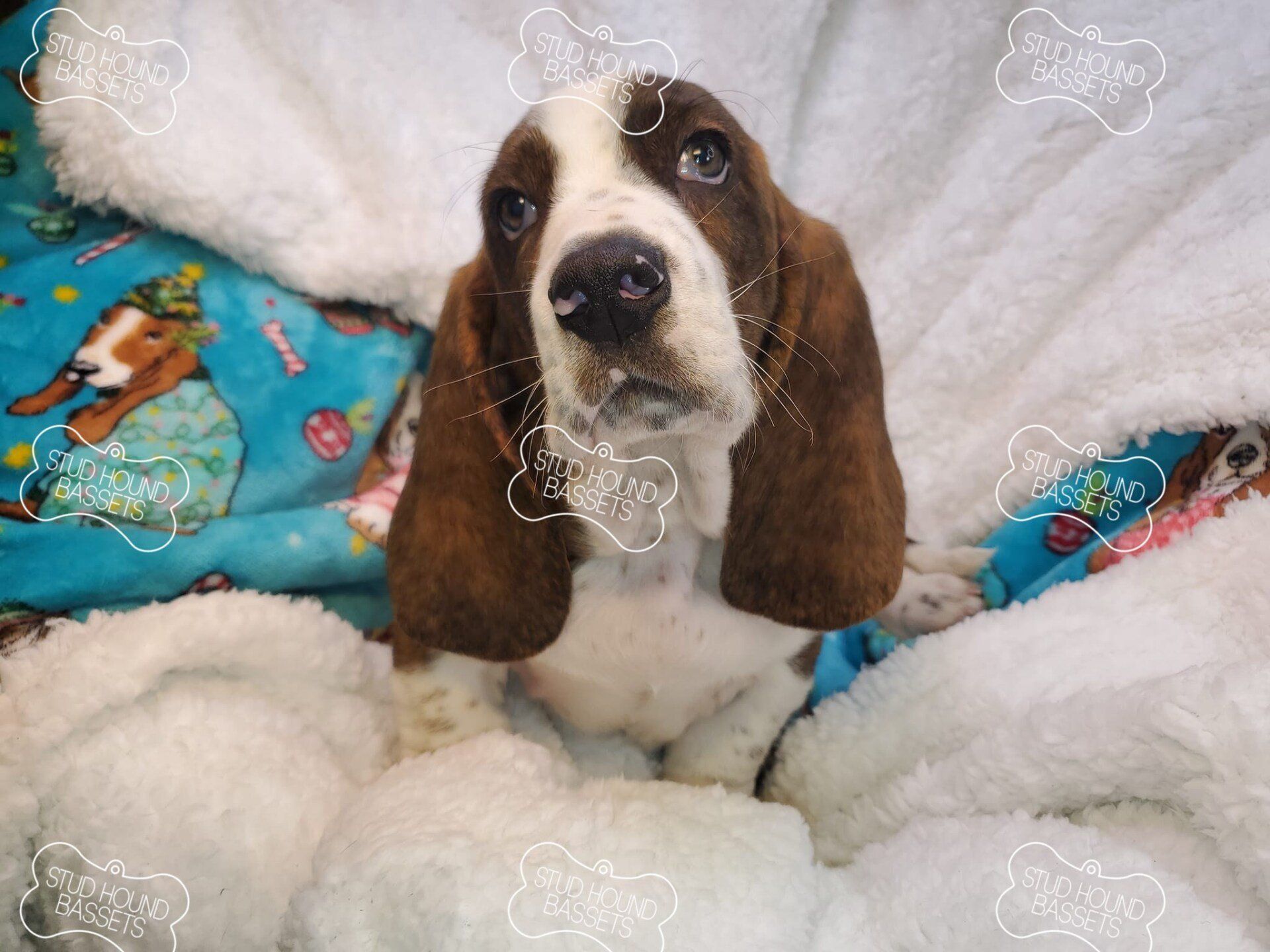 A brown and white basset hound puppy is laying on a blue and white blanket.