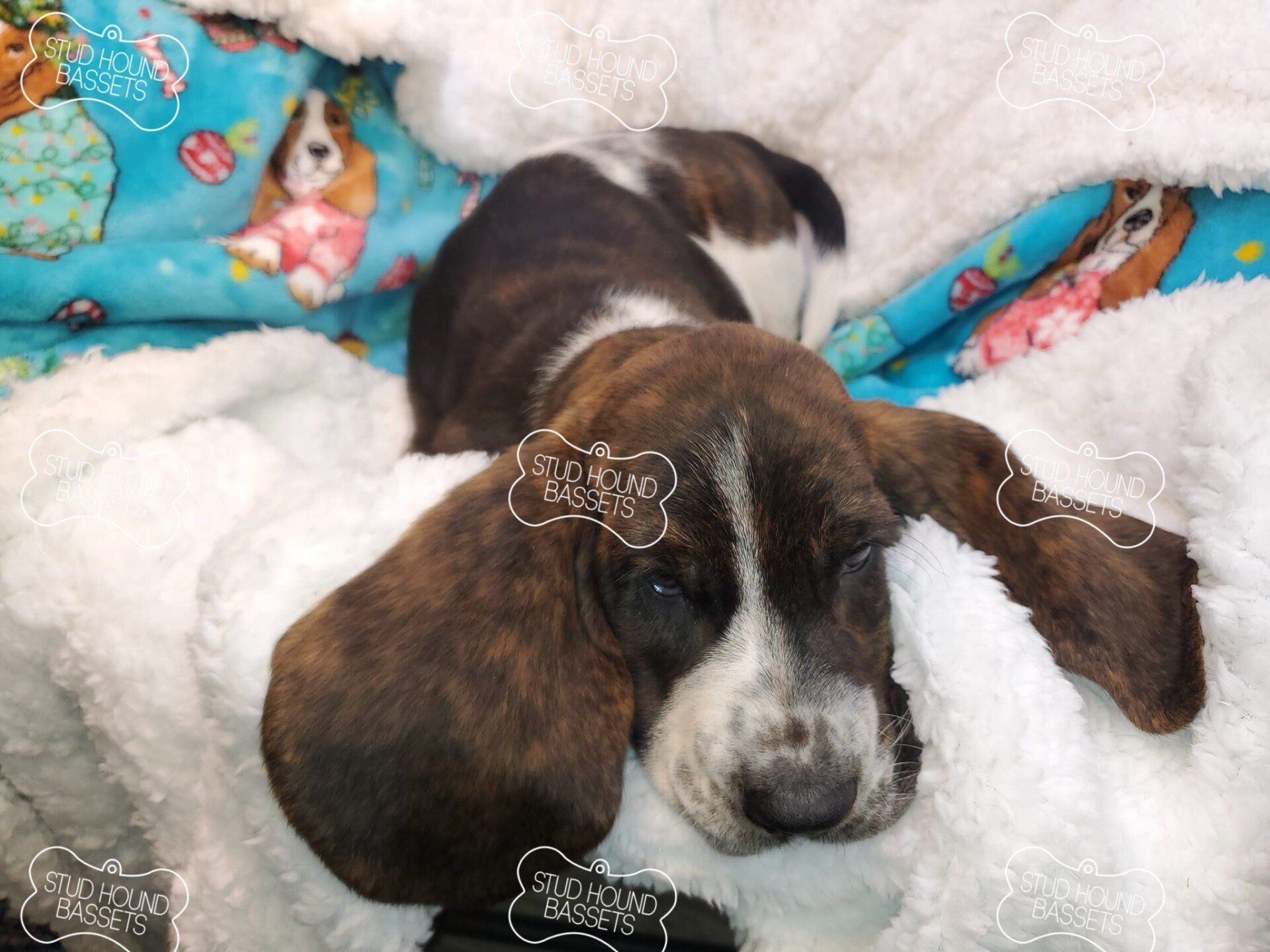 A basset hound puppy is laying on a blanket