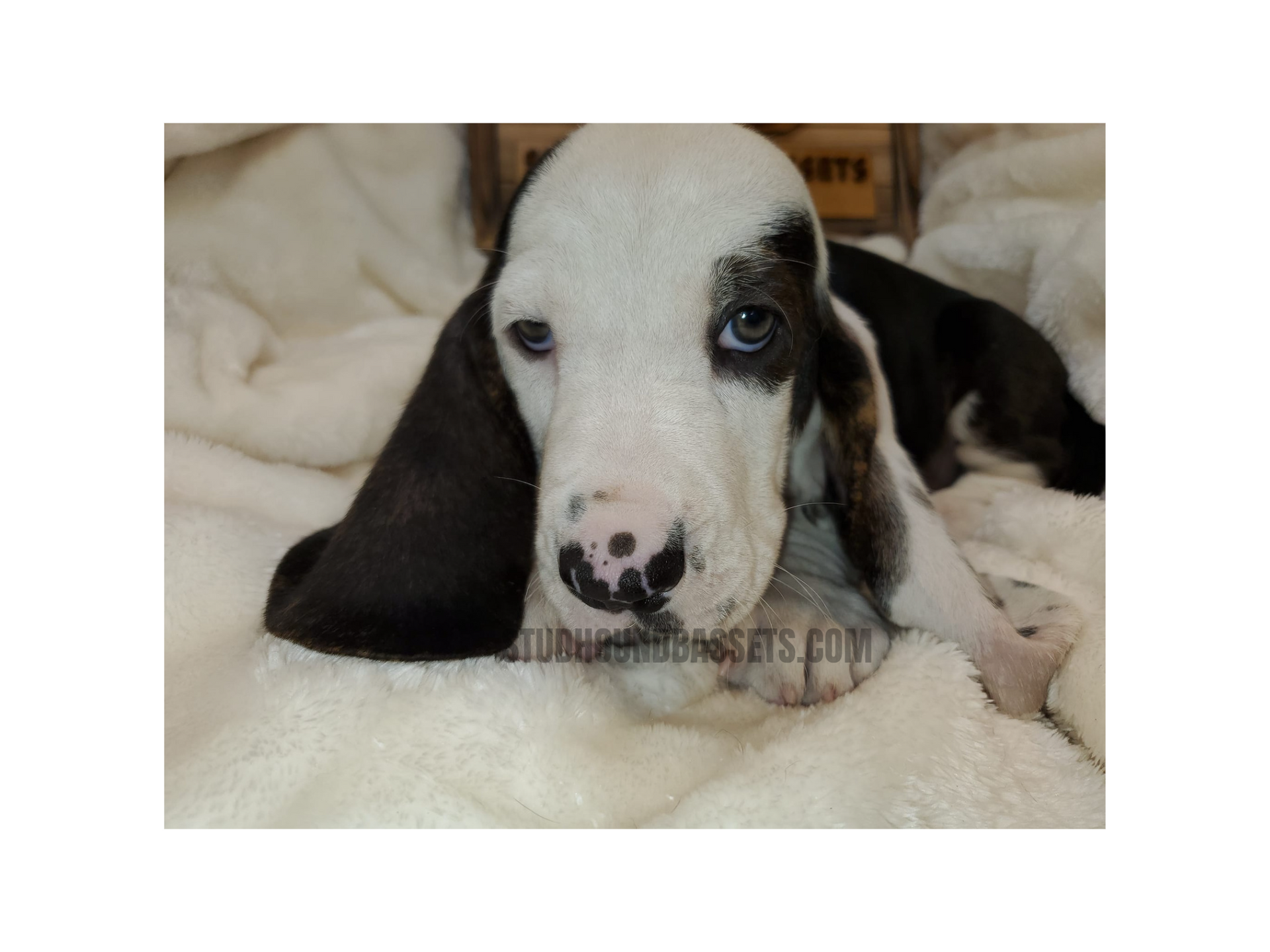 A black and white puppy is laying on a blanket.