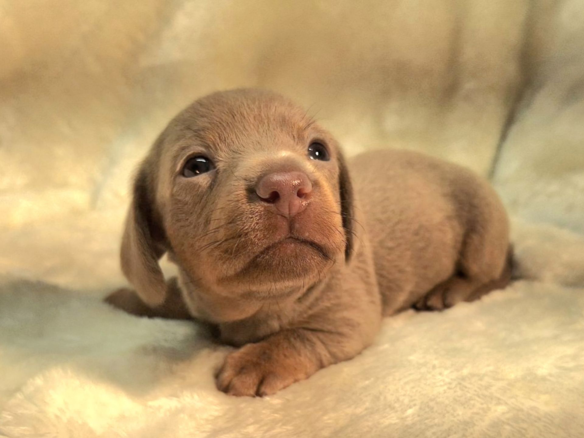 A brown puppy is laying on a blanket and looking at the camera.