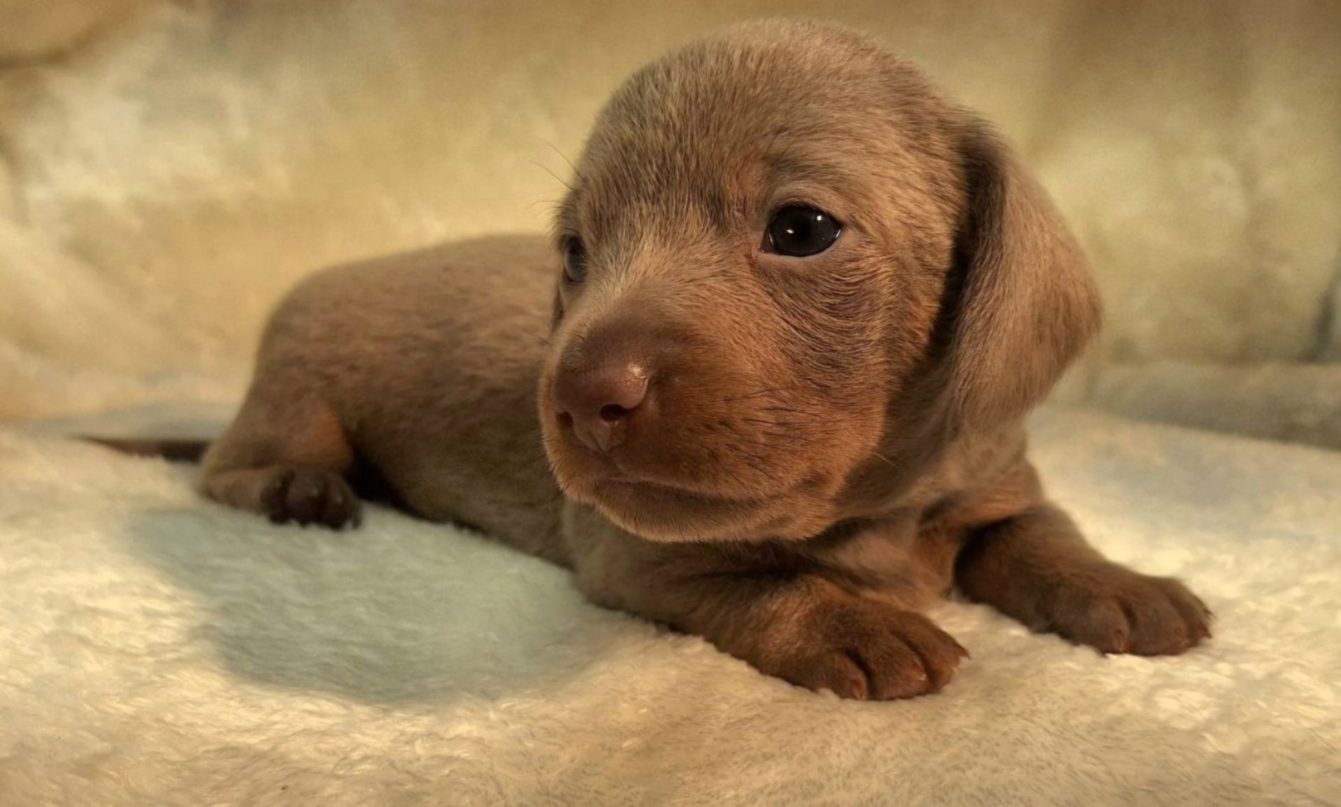 A brown puppy is laying on a white blanket and looking at the camera.