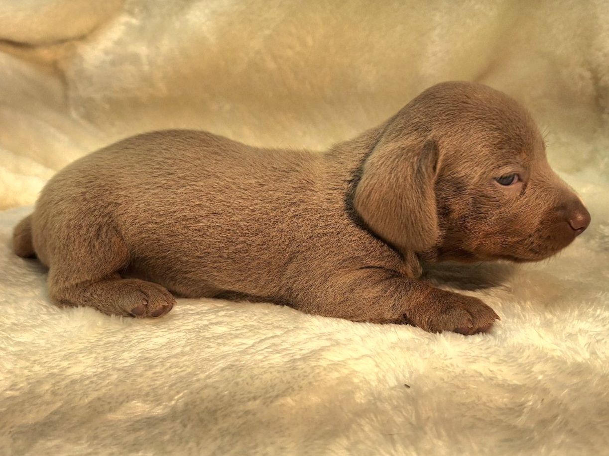 A brown puppy is laying on a white blanket.