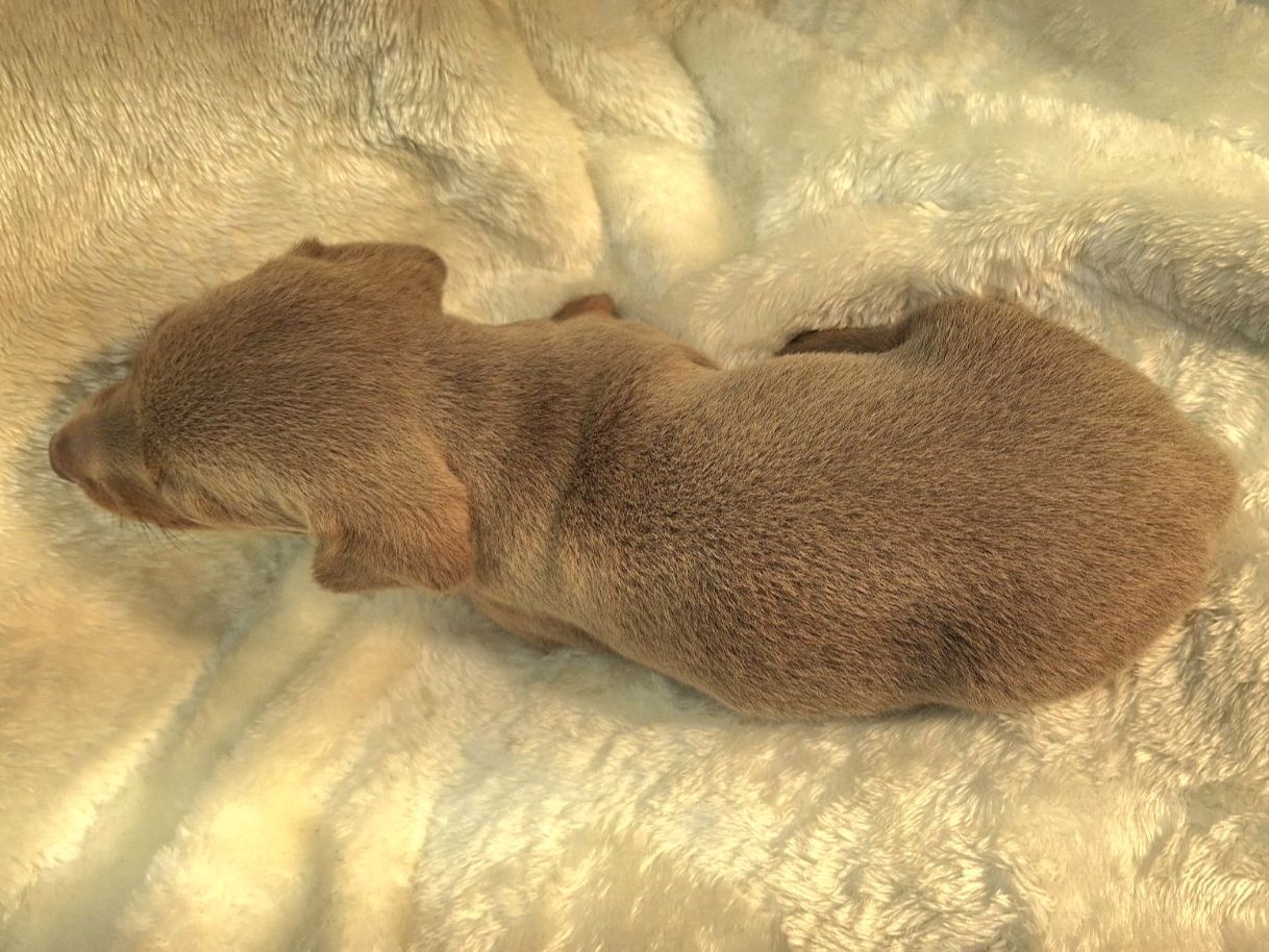 A small brown puppy is laying on a white blanket.