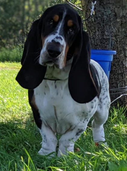 A black and white basset hound is standing in the grass next to a tree.
