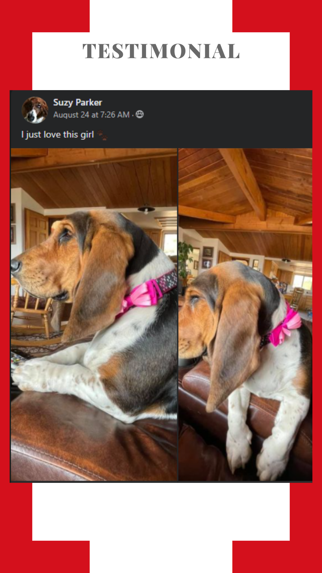 A basset hound wearing a pink collar is laying on a couch.