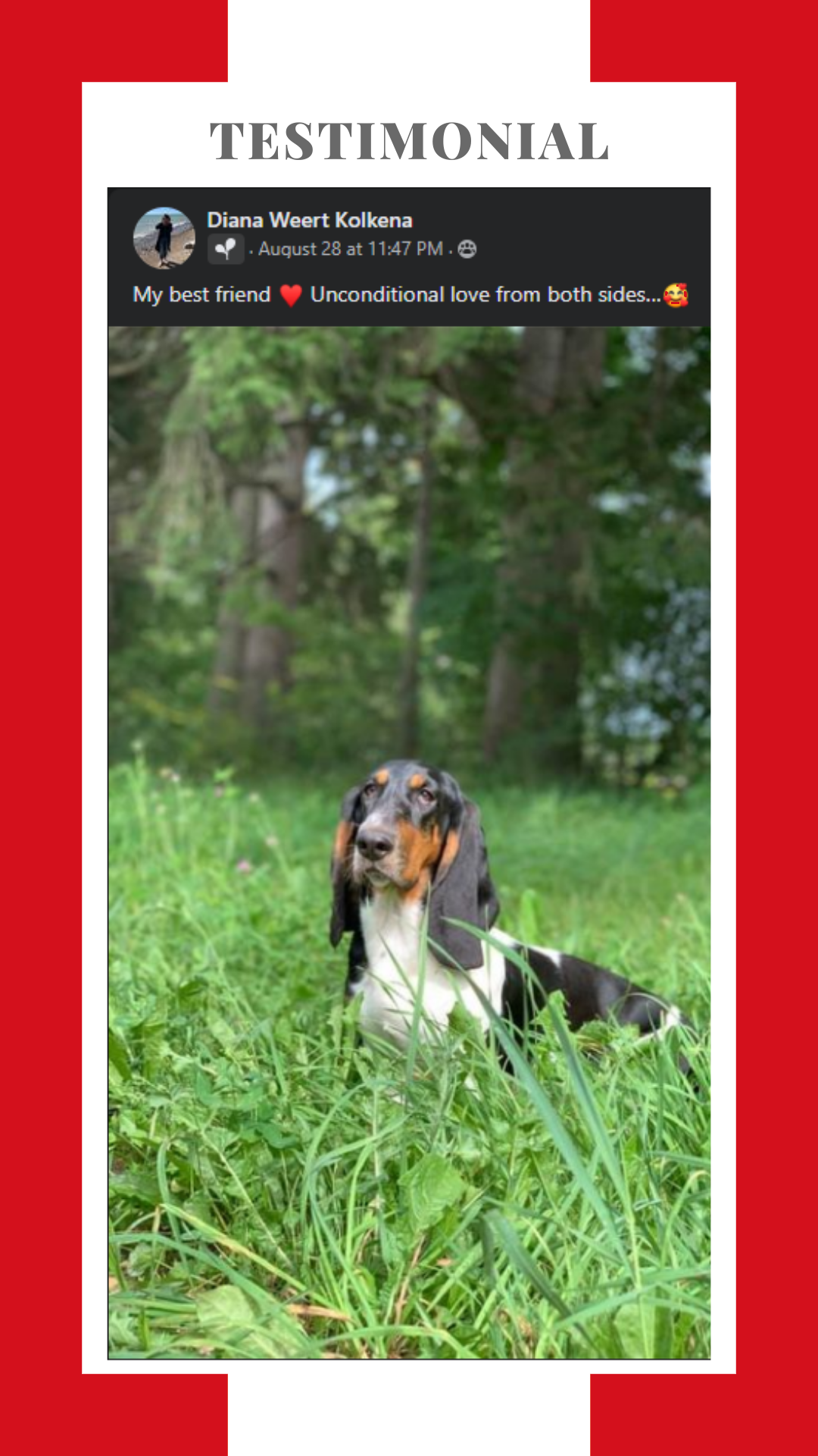 A black and white dog is laying in the grass.
