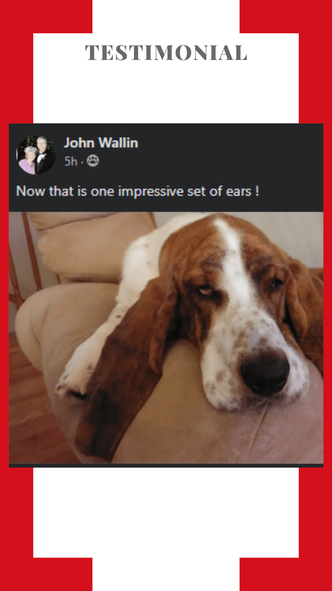 A basset hound is laying on a couch with a testimonial from john wallin