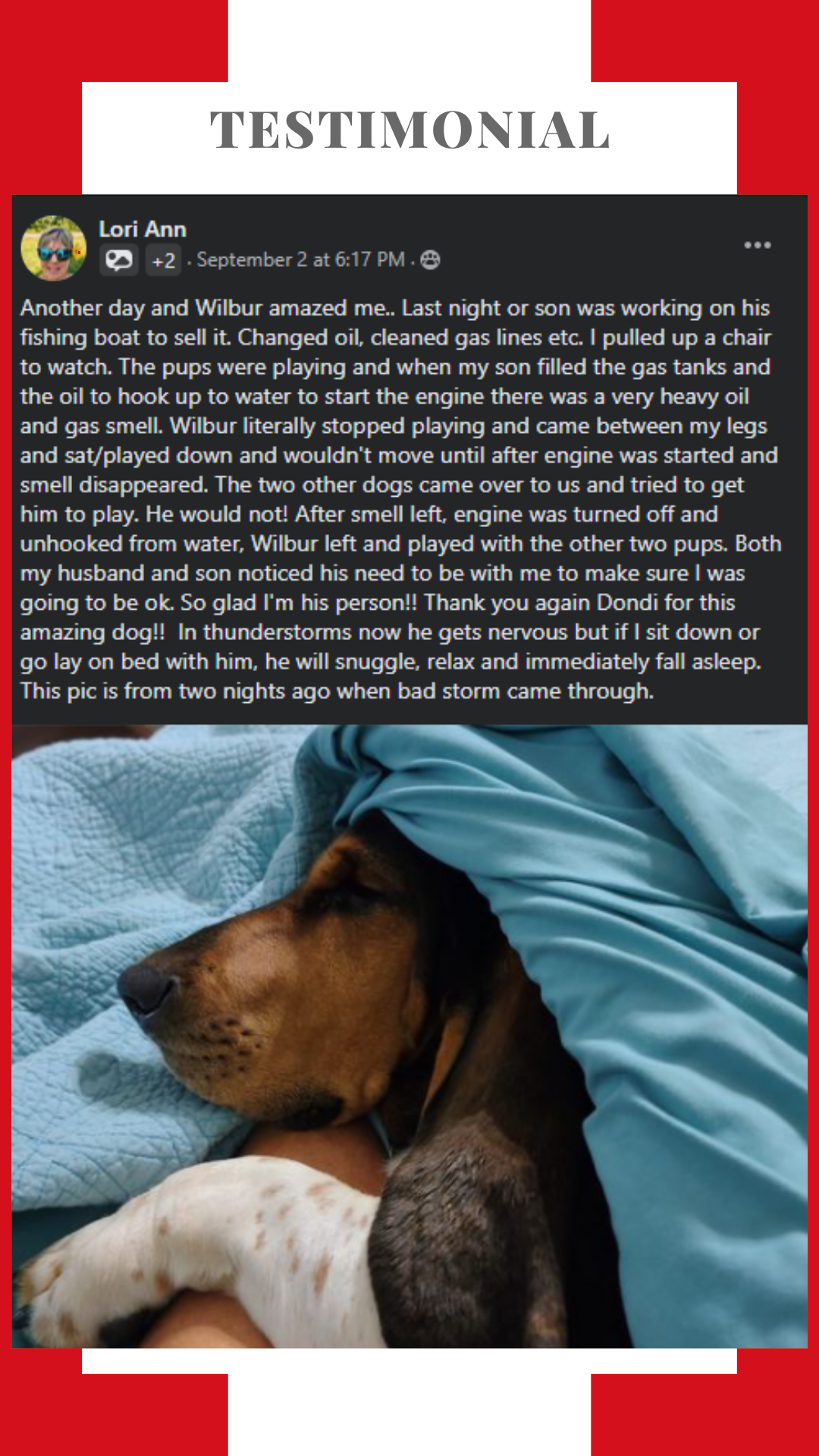 A dog is laying on a person 's lap under a blanket.