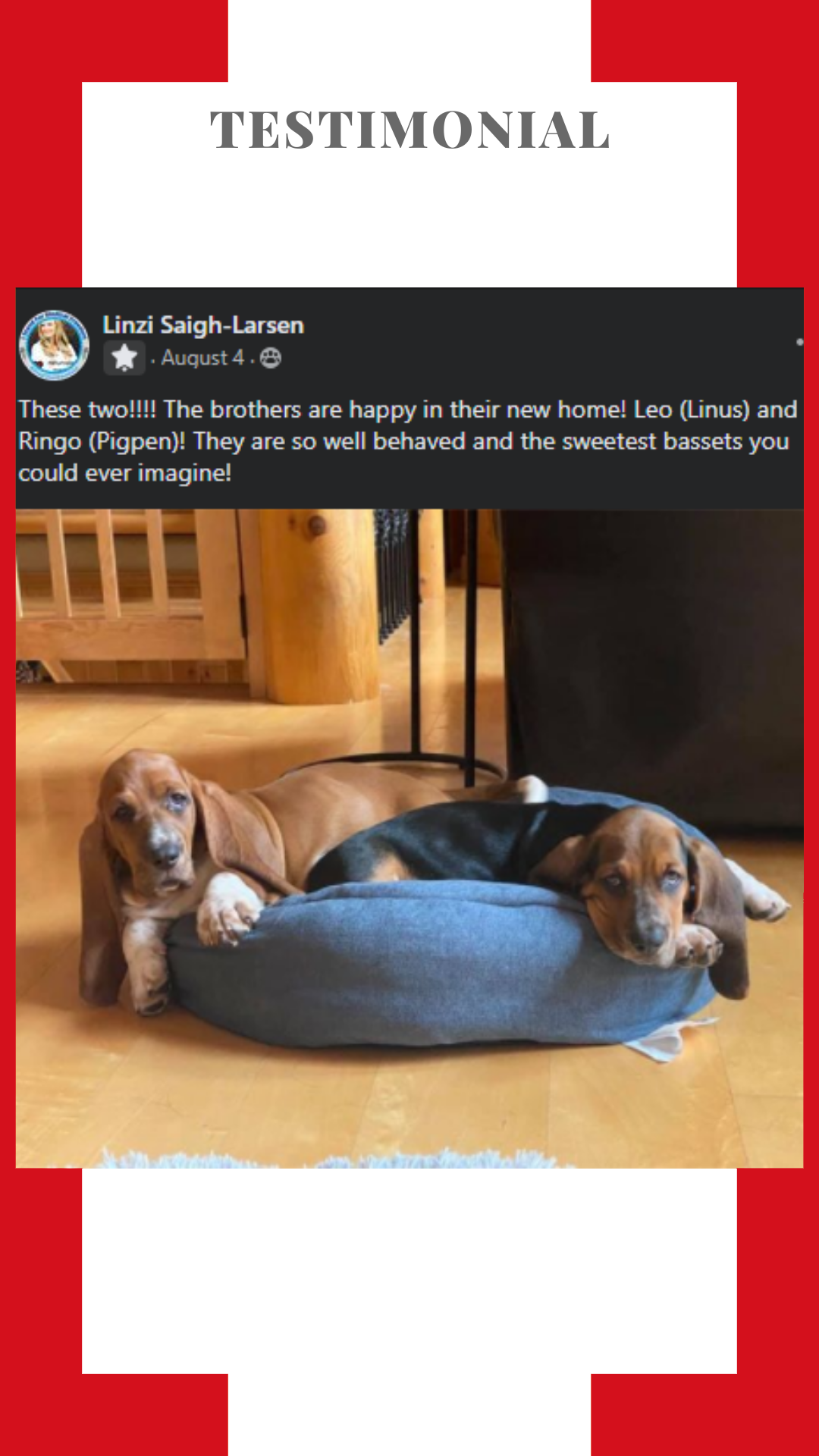 Two dachshund puppies are laying in a blue dog bed.
