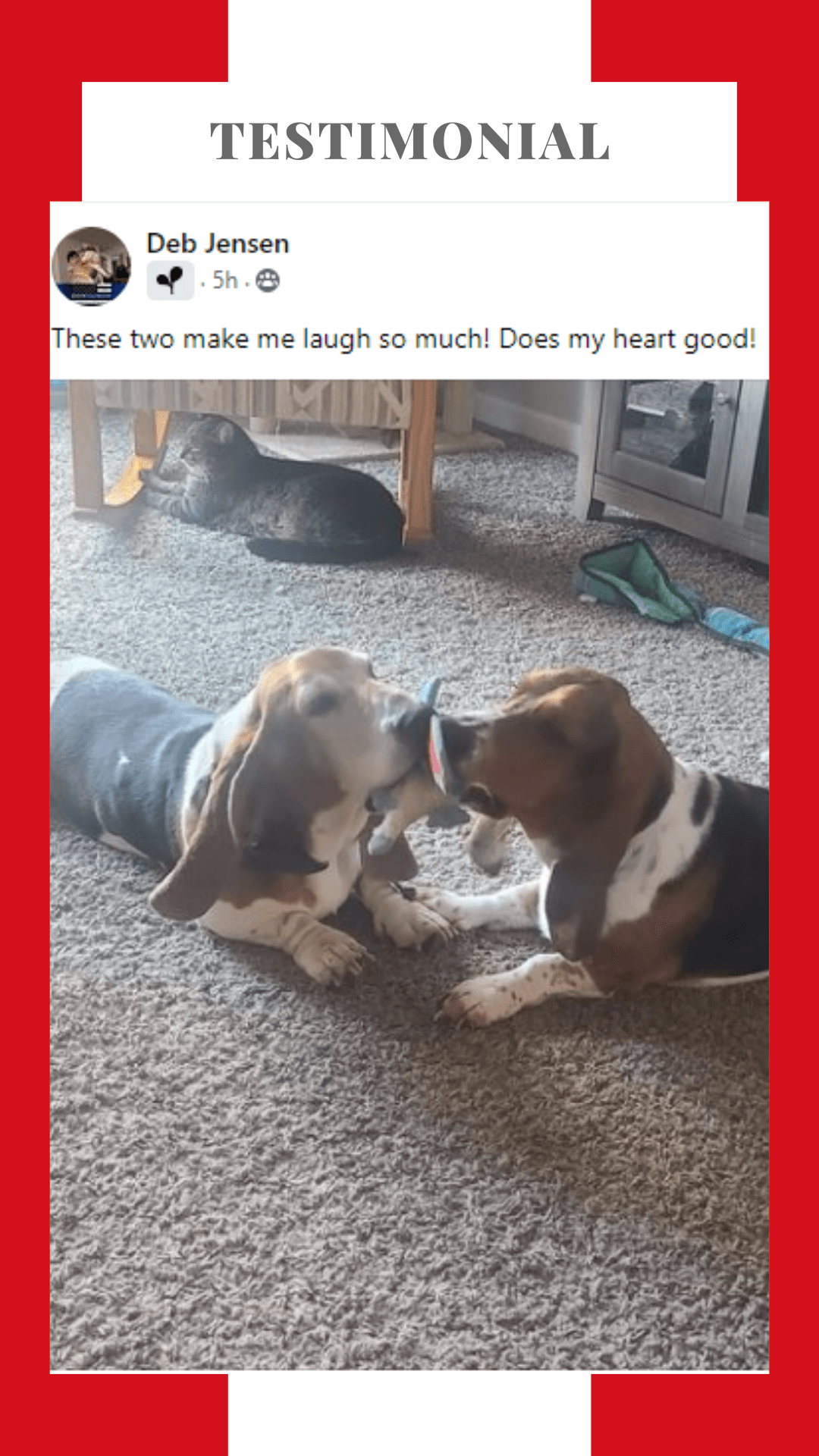 Two dogs are laying on the floor looking at each other.