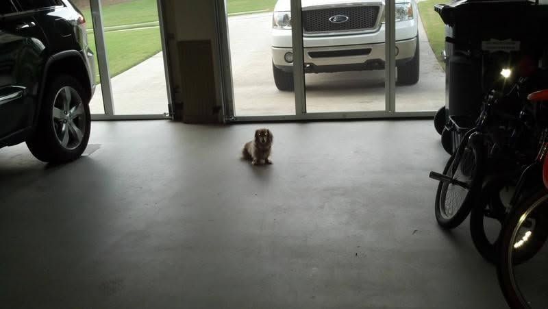Small dog sitting on a garage floor between parked vehicles, facing a glass door.