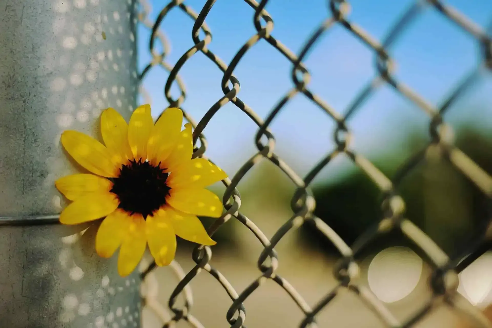 Yellow flower on a chain-link fence with a blurred outdoor background