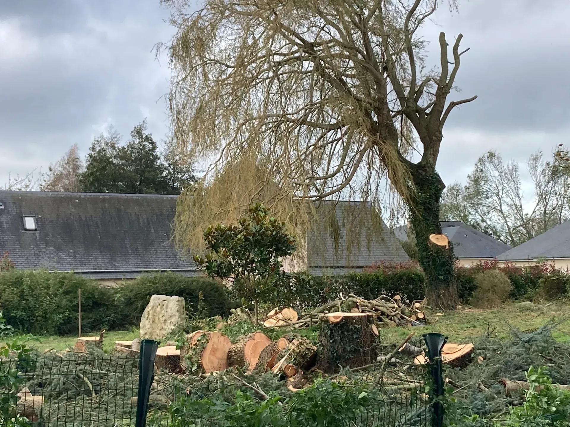 Arbre en cours d'élagage ; branches coupées et troncs au sol. Ciel gris et maisons en arrière-plan.