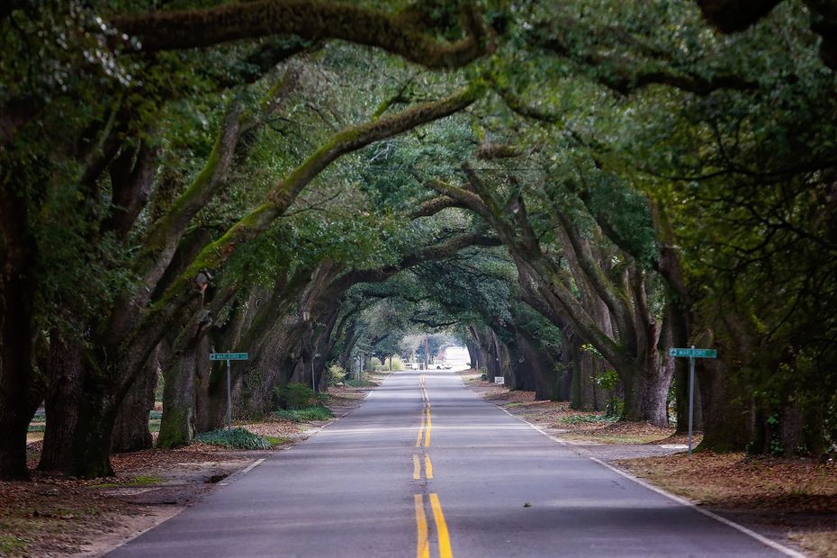 A road lined with trees on both sides of it