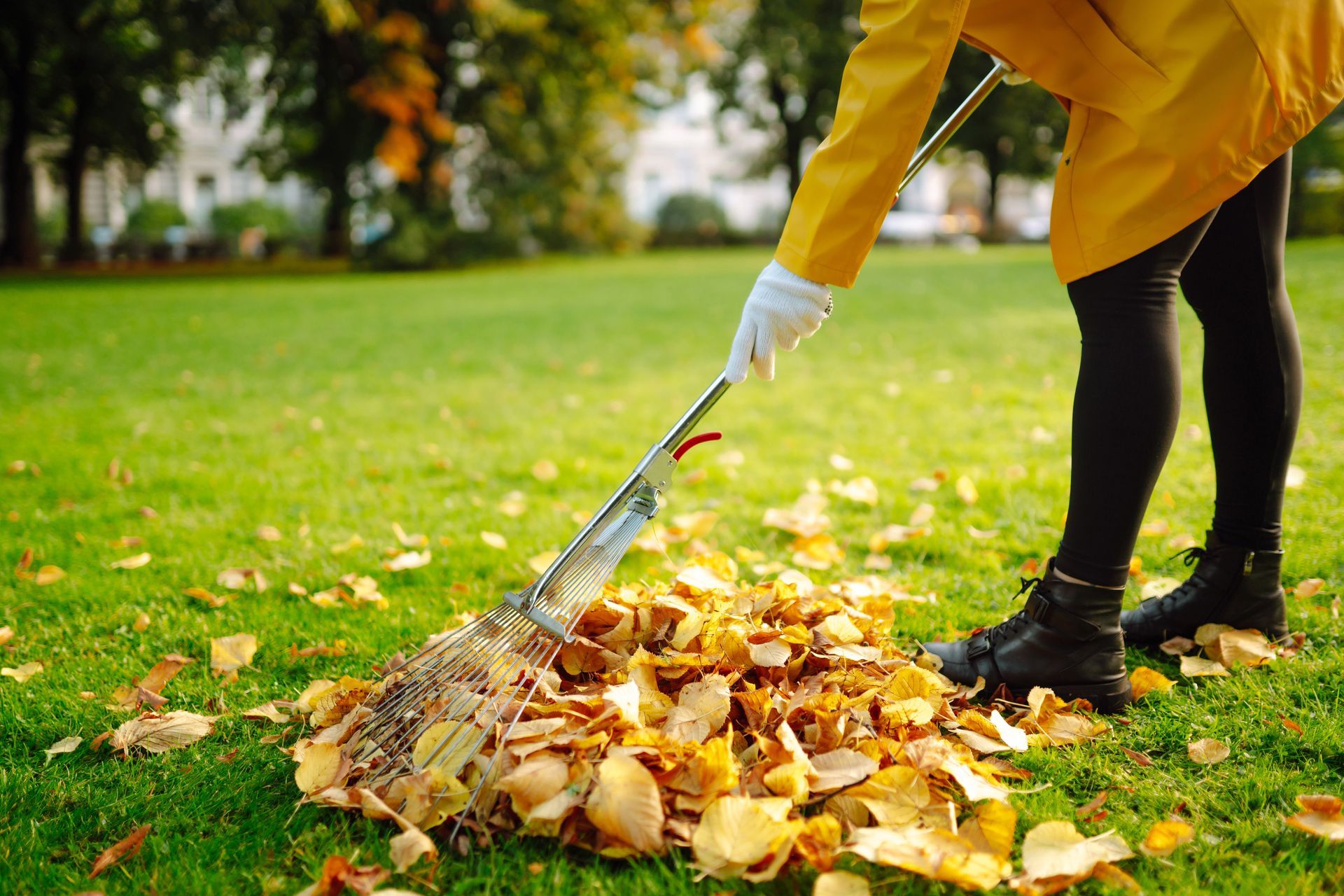 Person raking fallen leaves into a pile on a green lawn in autumn