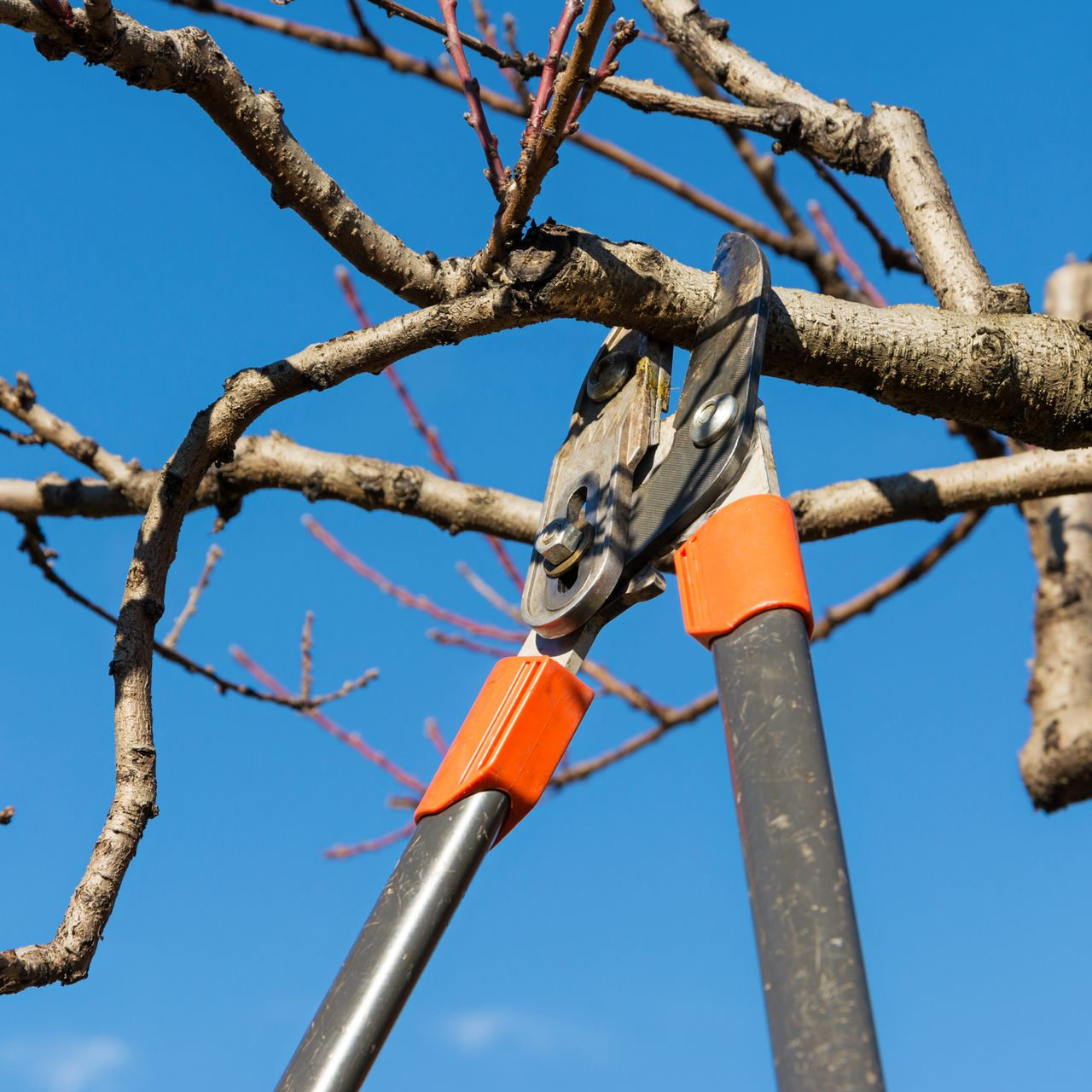 Tree-trimming pruning sheers trimming a tree limb to prevent damage