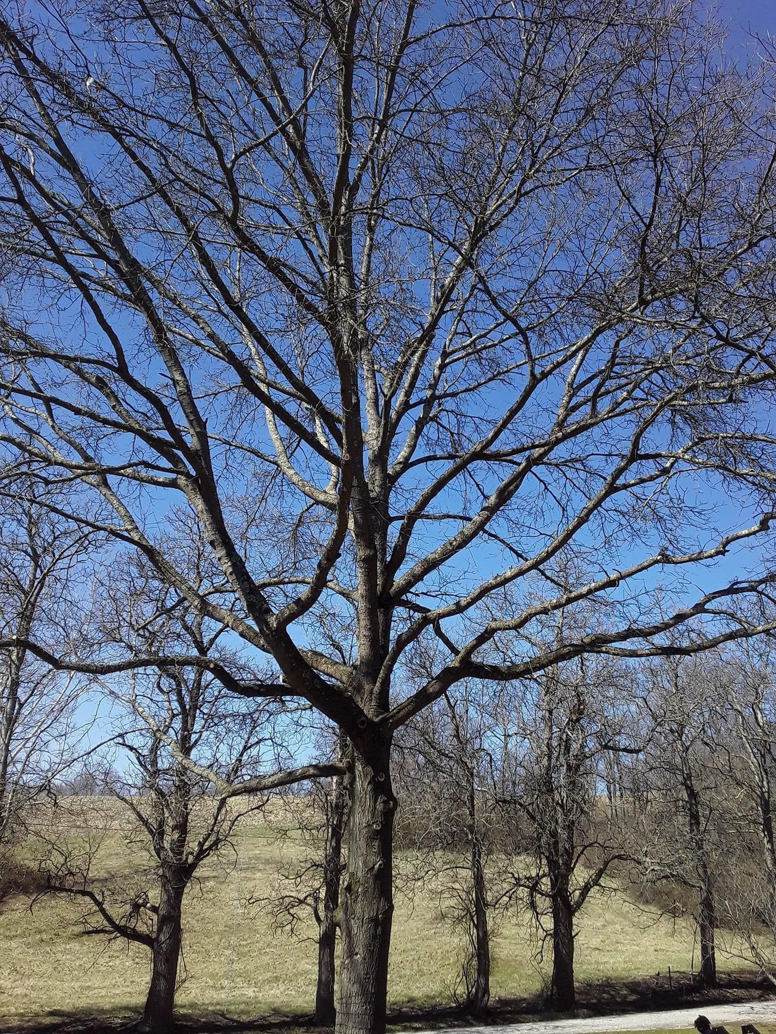 Bare tree with many branches against a blue sky, several similar trees in the background.