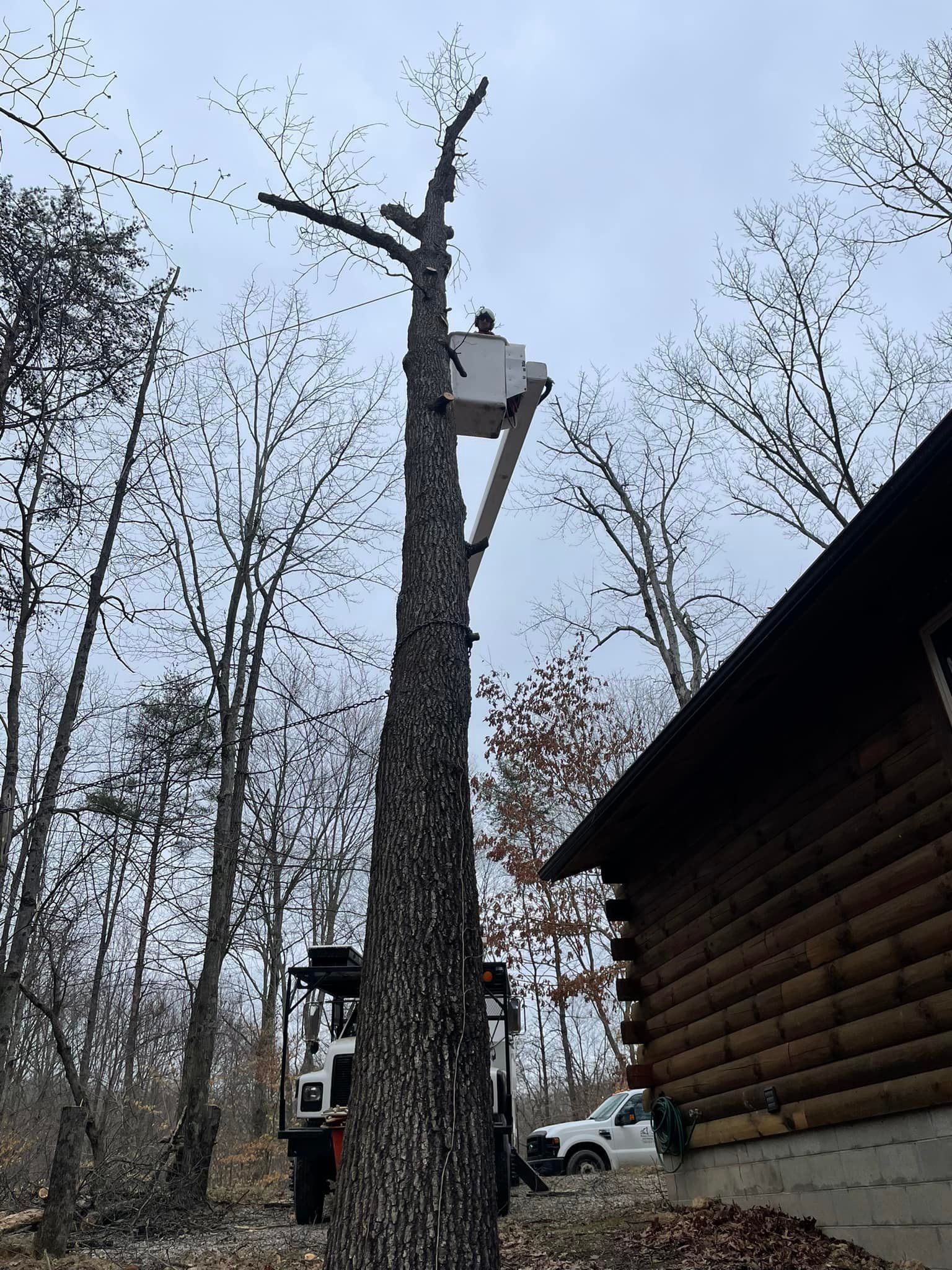 A tall tree with a birdhouse, a building, and a vehicle are in a wooded outdoor setting.